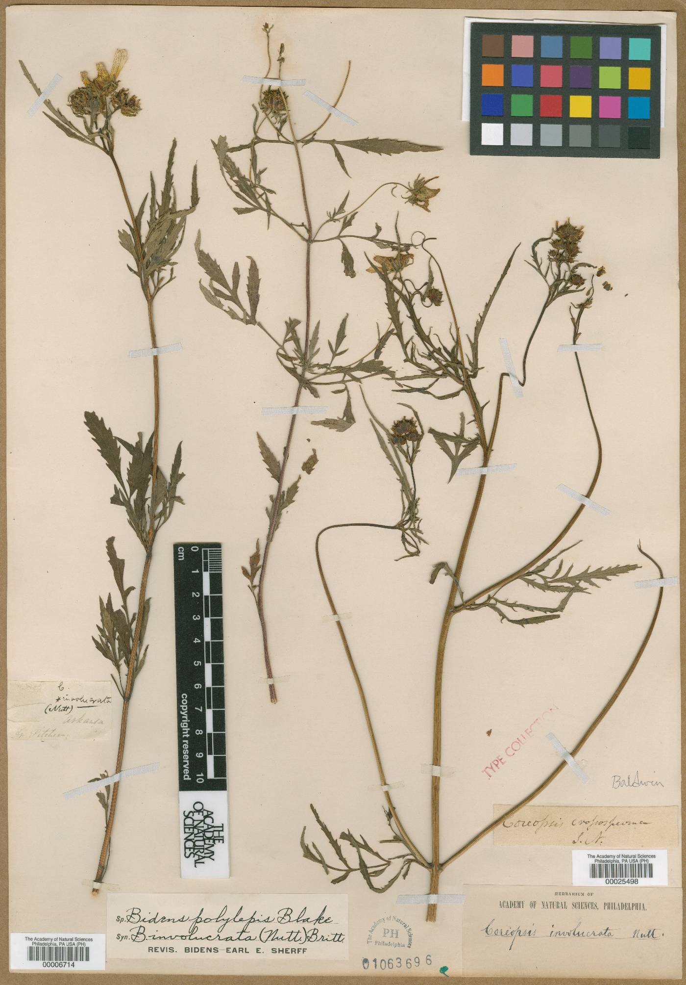 Coreopsis involucrata image