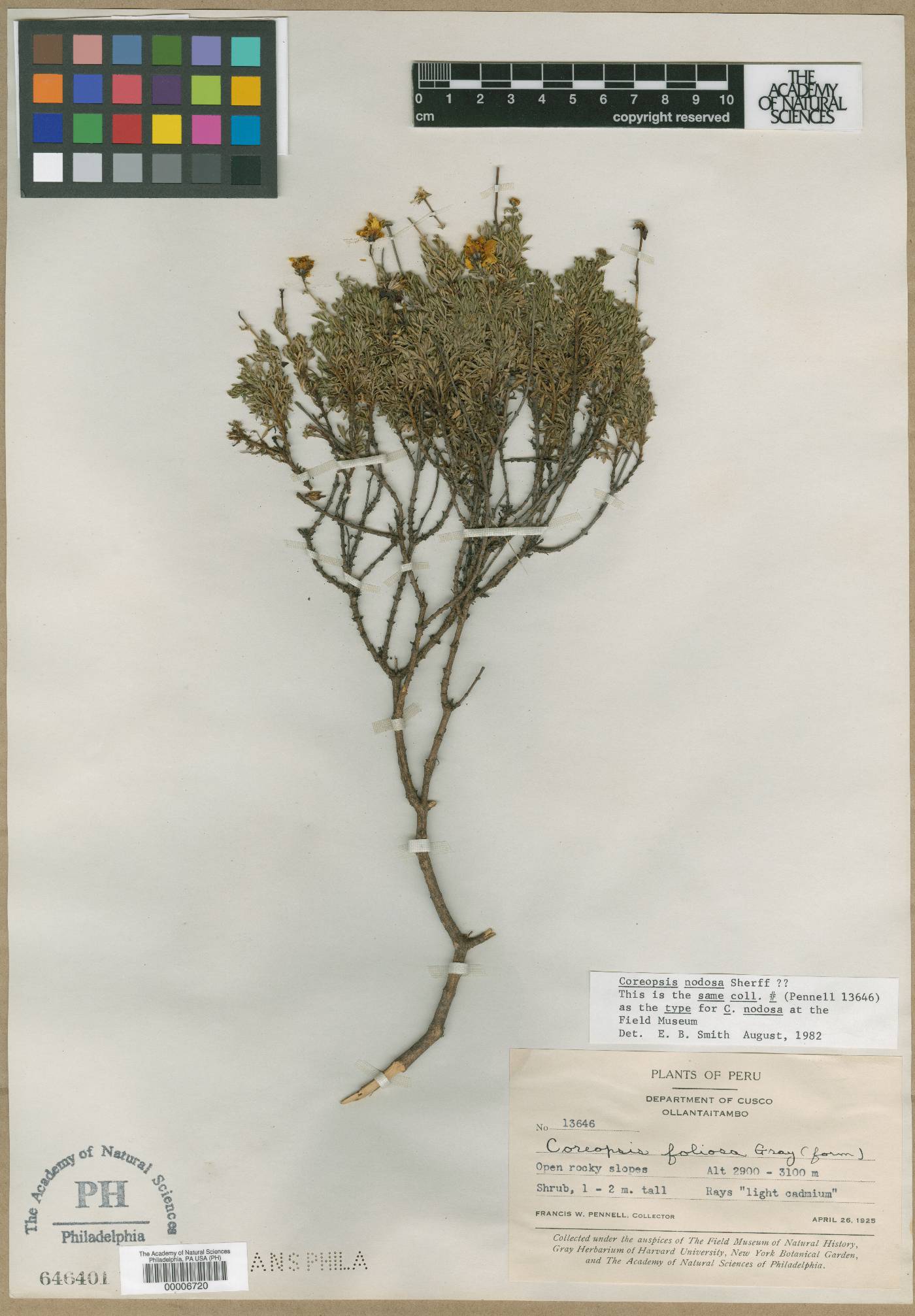 Coreopsis foliosa image