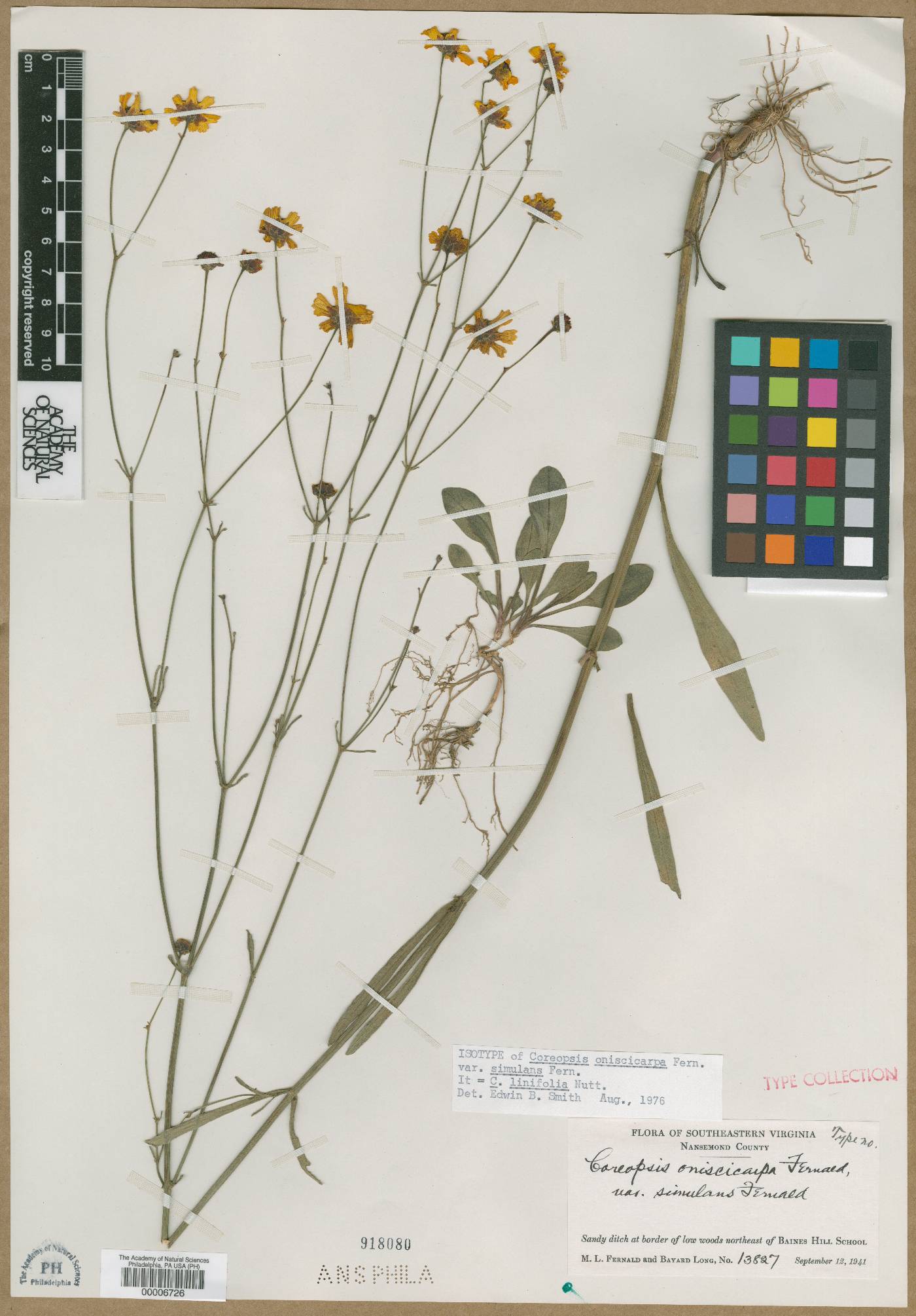 Coreopsis oniscicarpa image