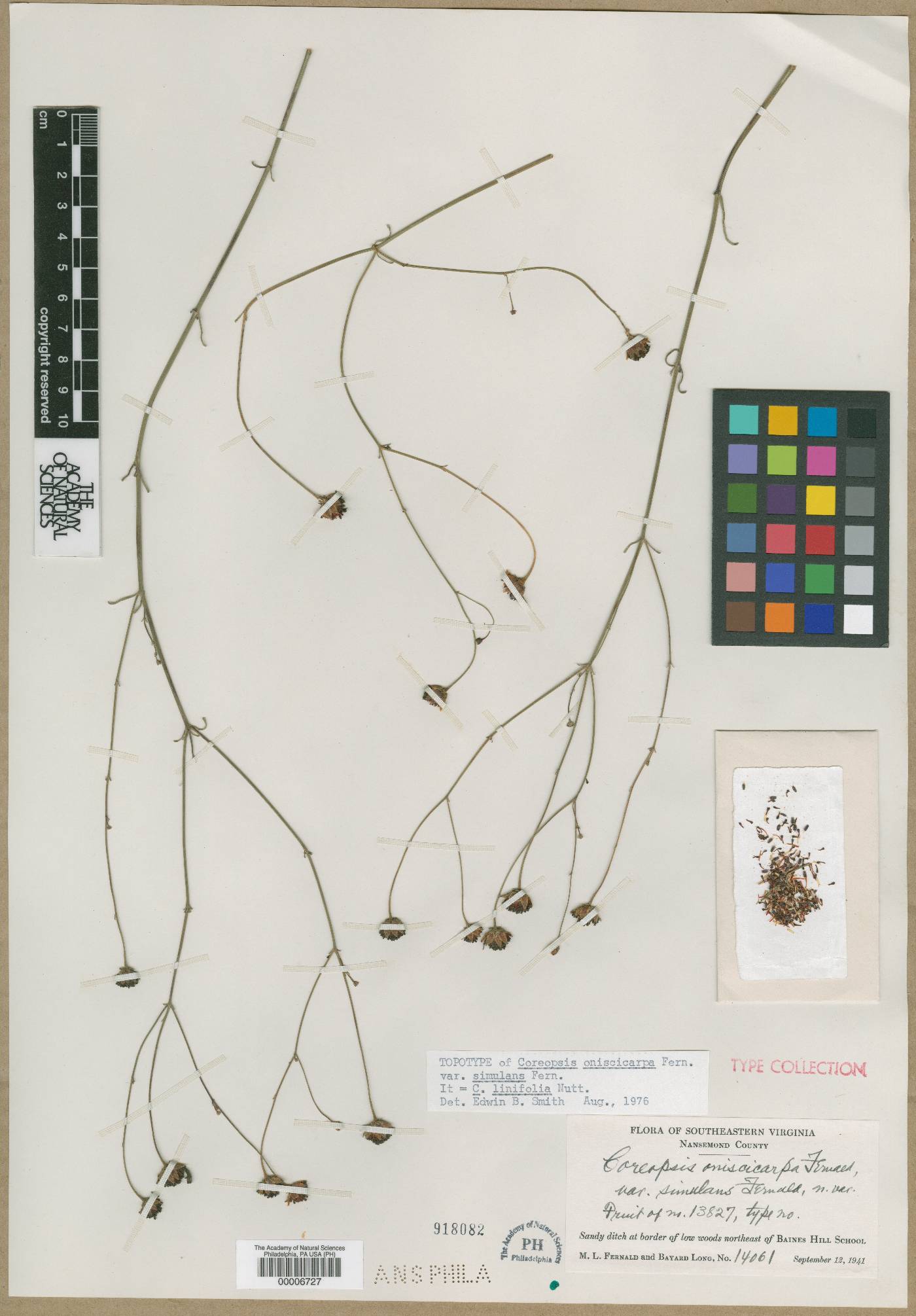 Coreopsis oniscicarpa image