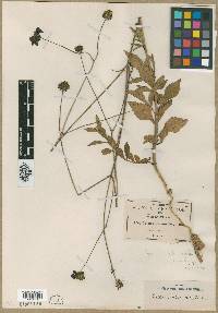 Cosmos scabiosoides image