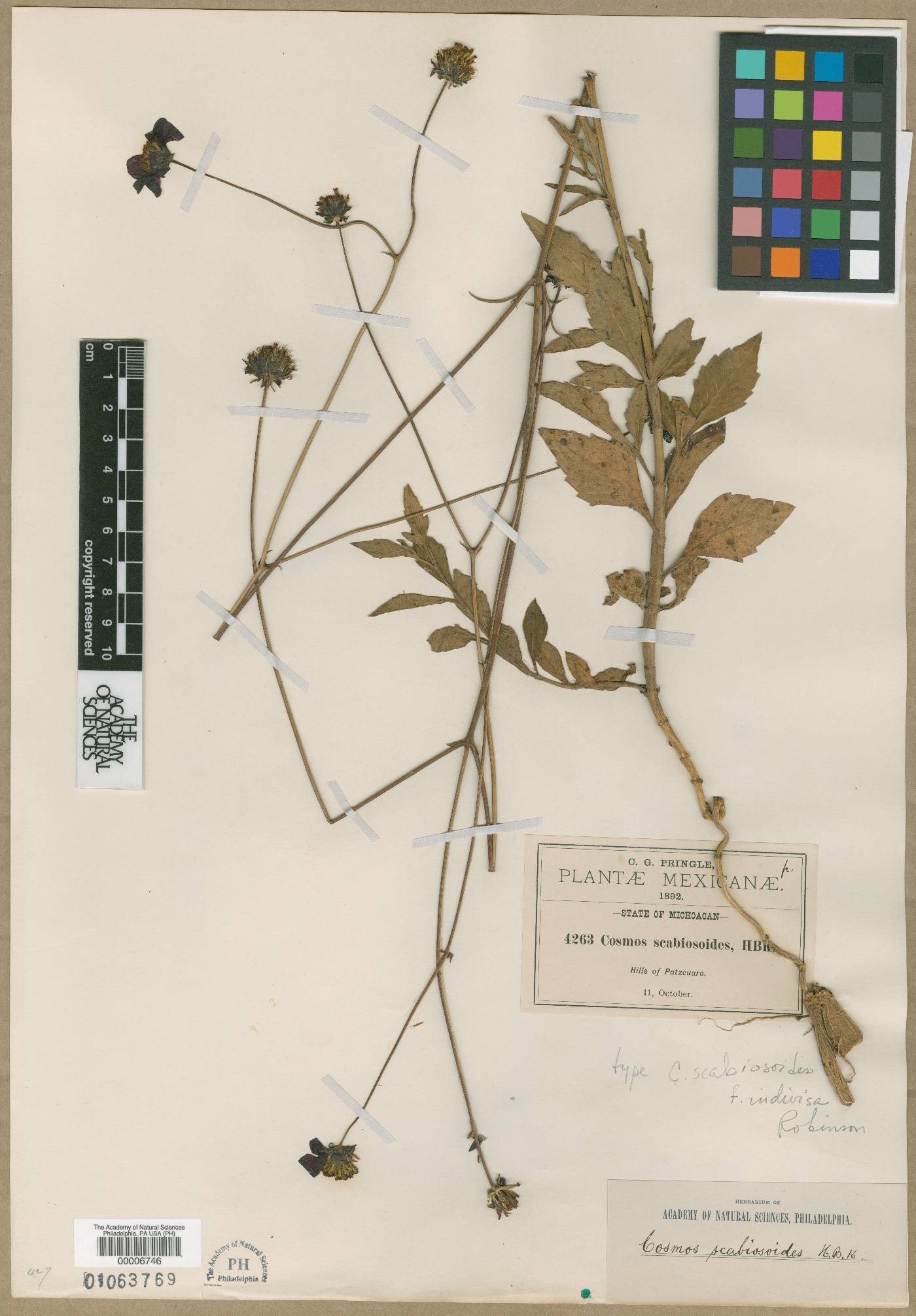 Cosmos scabiosoides image