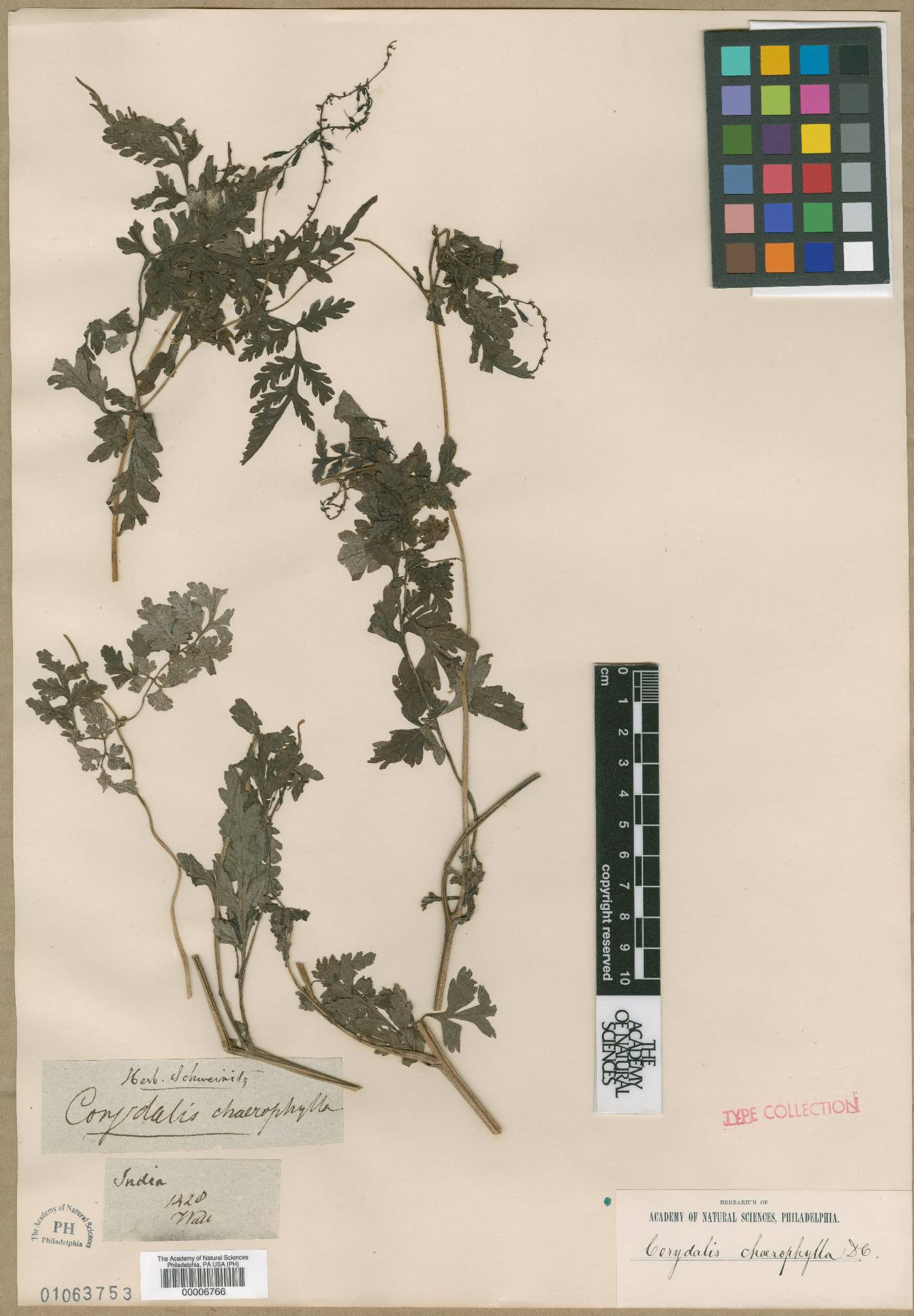 Corydalis chaerophylla image