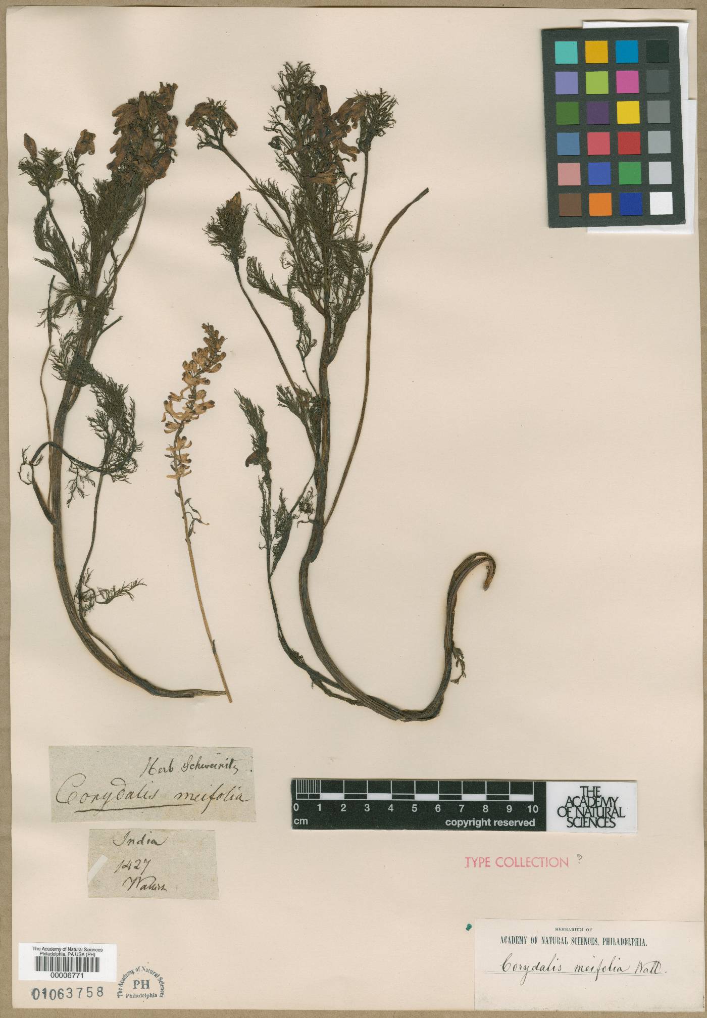 Corydalis meifolia image