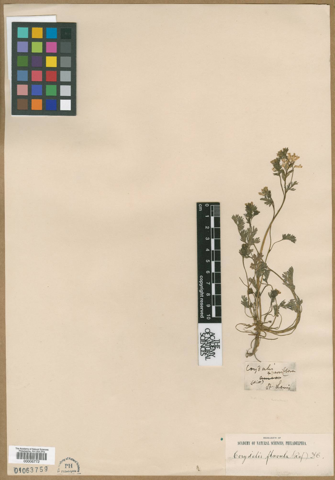 Corydalis parviflora image