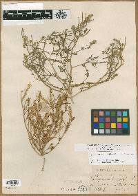 Corispermum hyssopifolium image