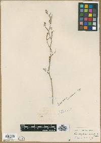 Image of Corispermum squarrosum