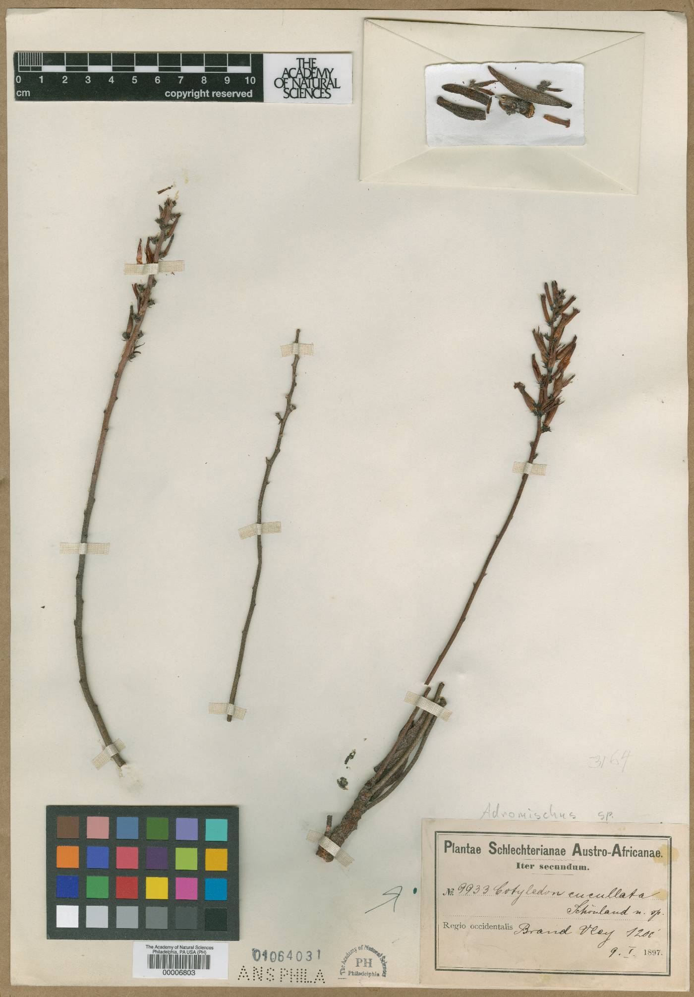 Villadia cucullata subsp. cucullata image