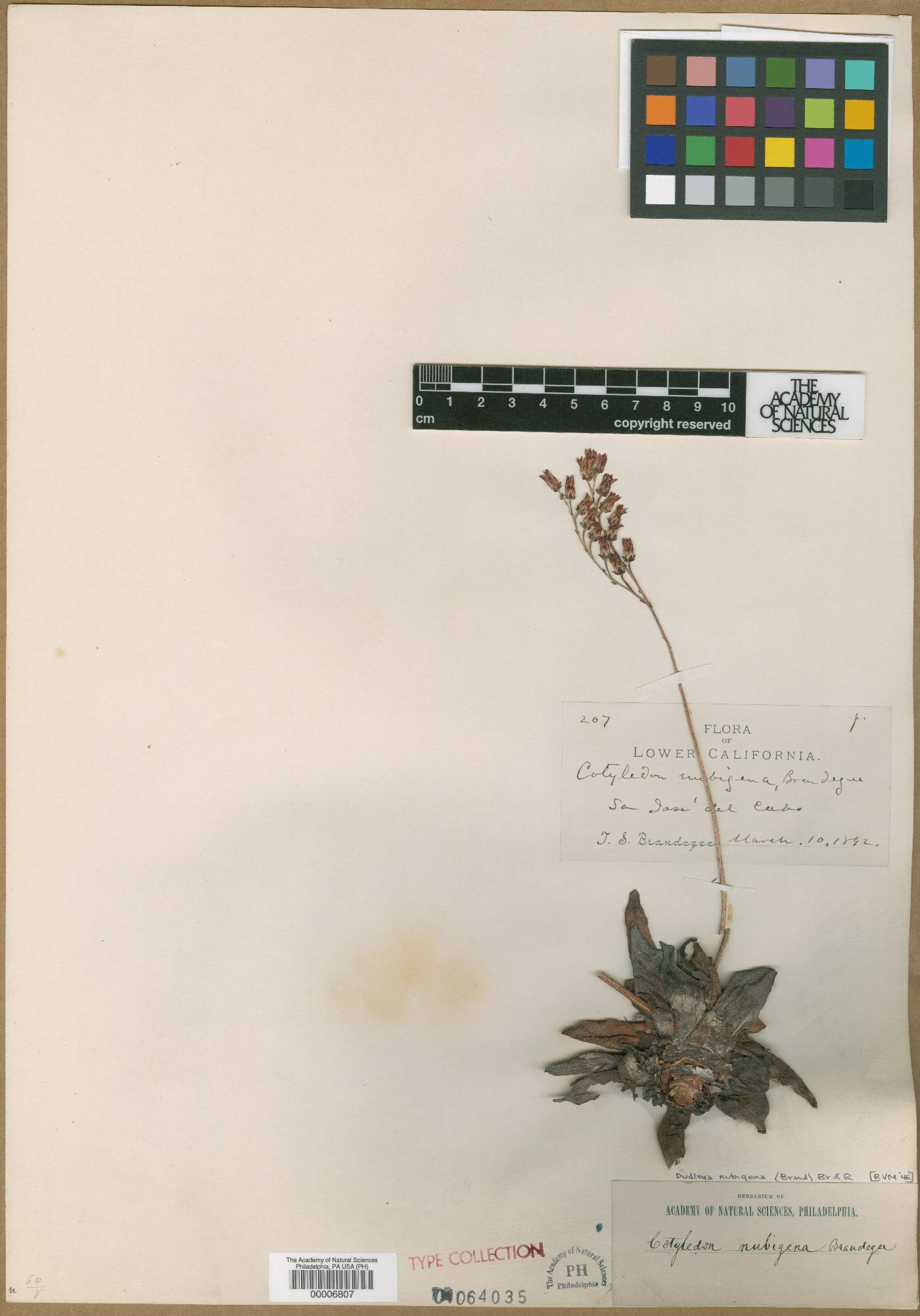 Cotyledon nubigena image