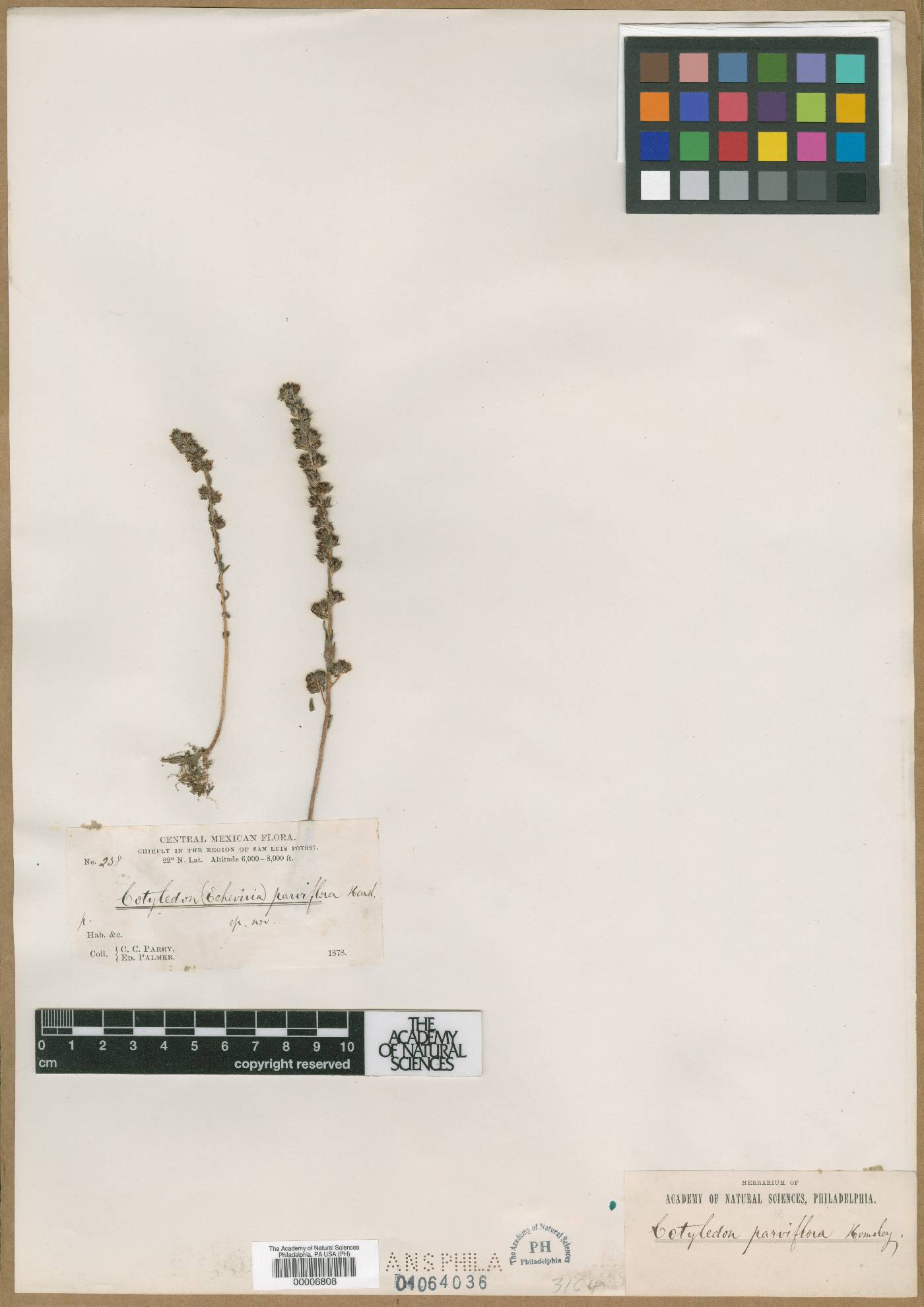 Cotyledon parviflora image