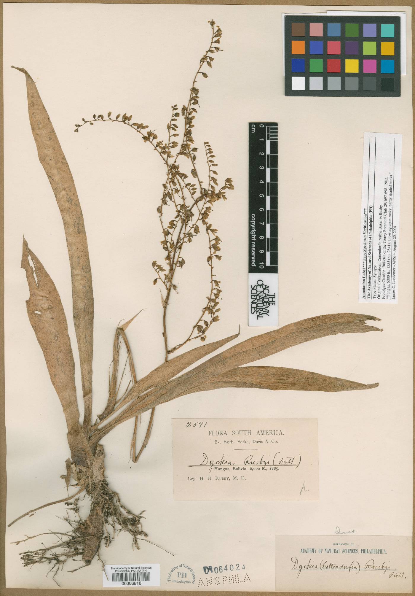 Fosterella schidosperma var. schidosperma image