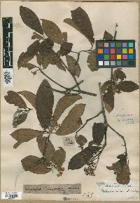 Cotoneaster bacillaris image