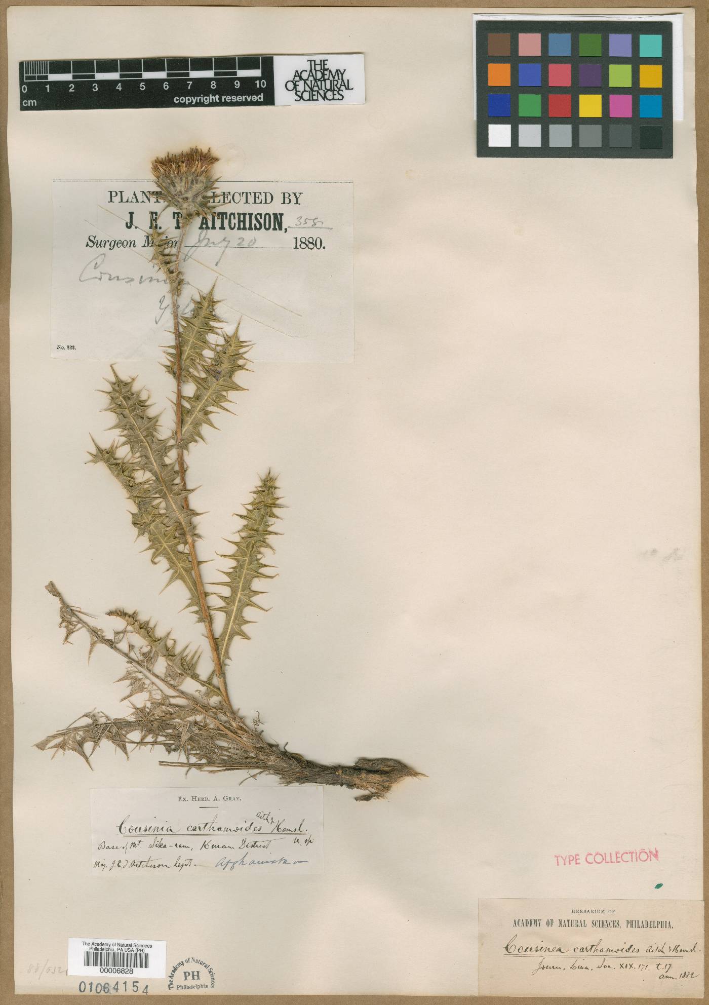 Cousinia carthamoides image