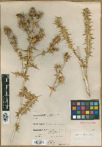 Image of Cousinia longifolia