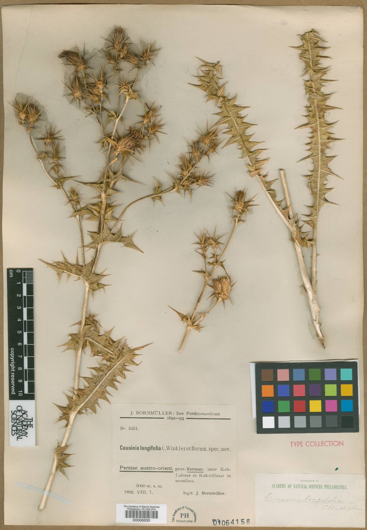 Cousinia longifolia image