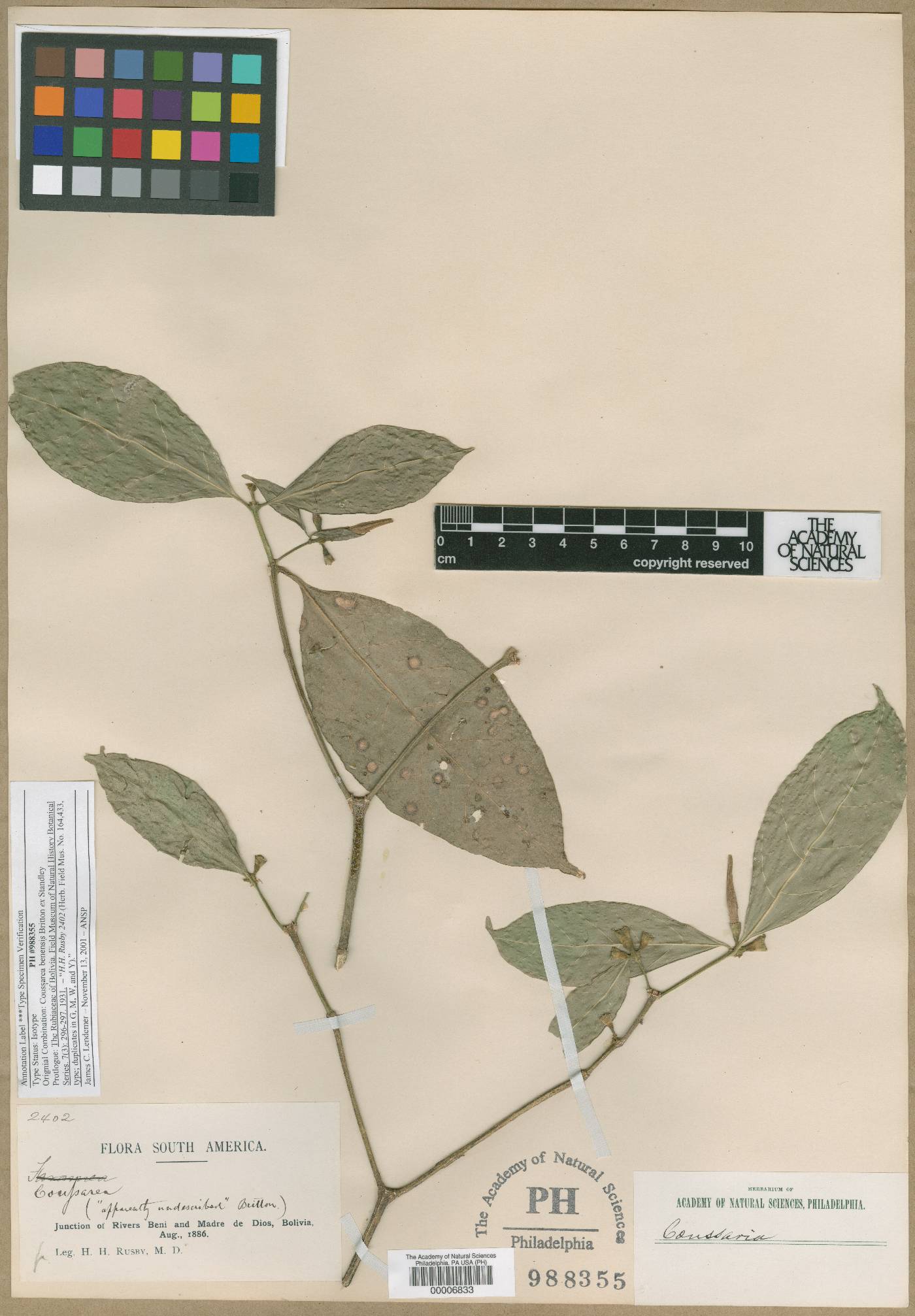 Coussarea longiflora image