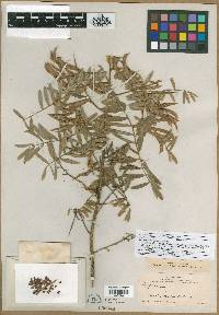 Tephrosia multifolia image