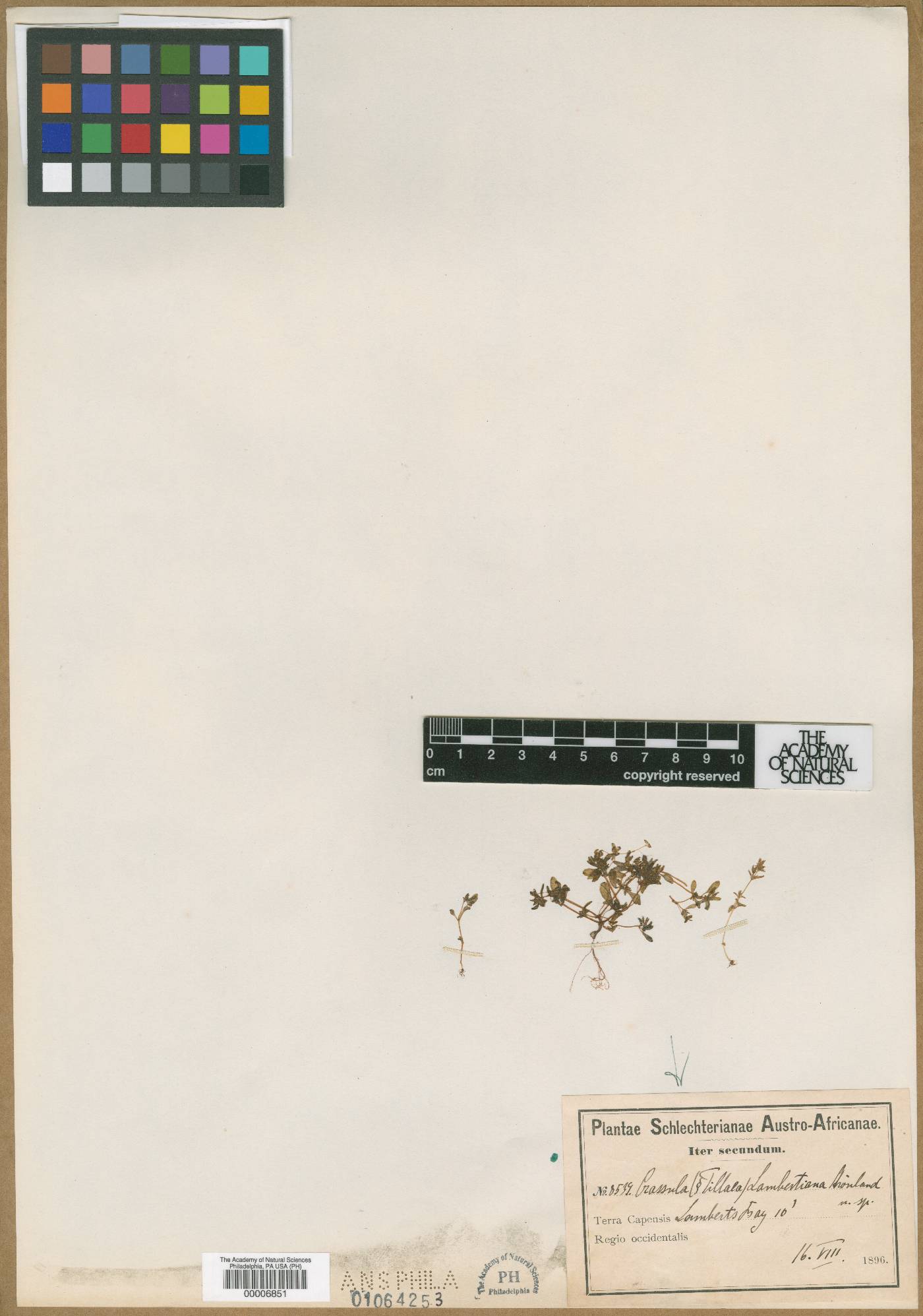 Crassula oblanceolata image