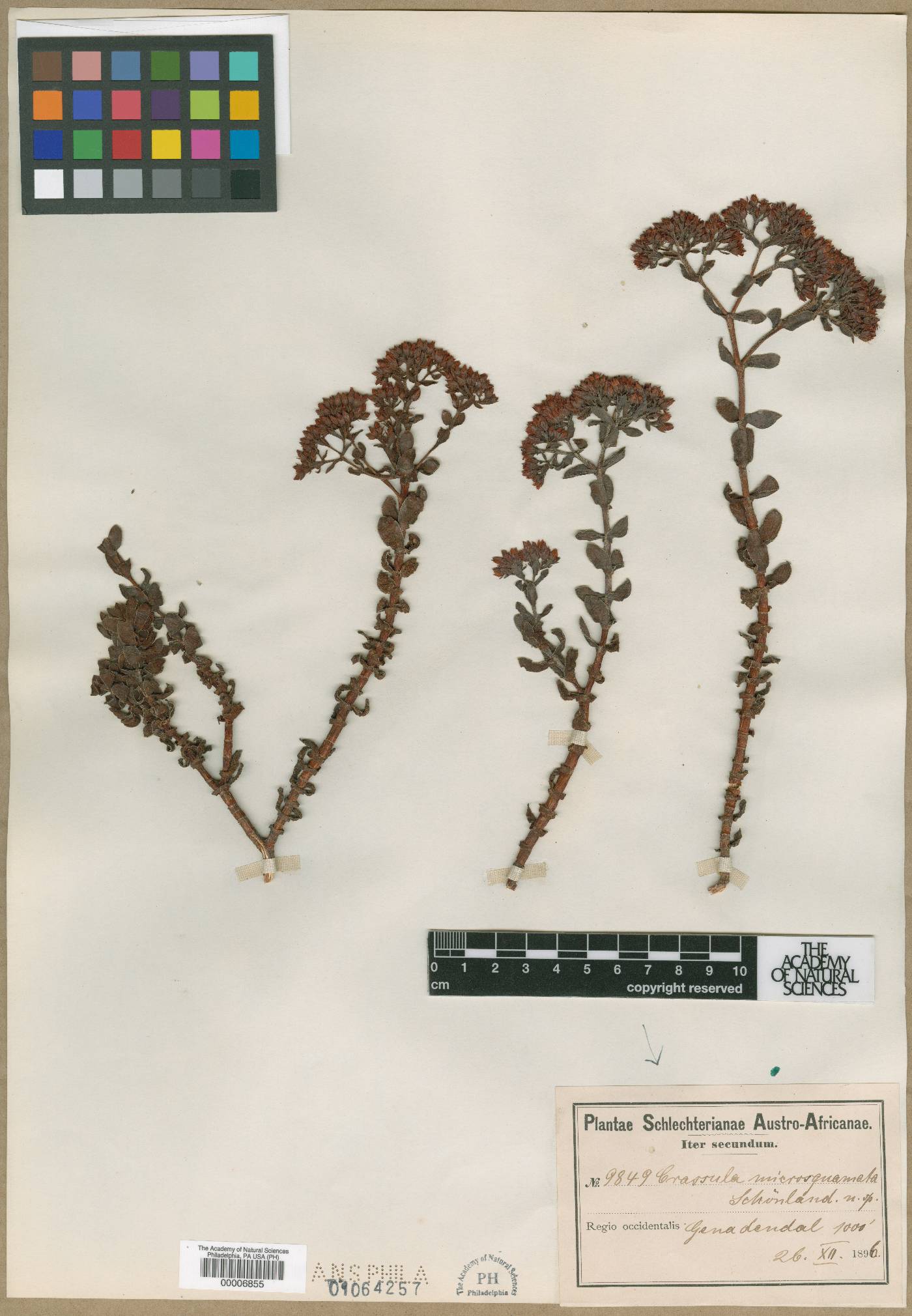 Crassula undulata image