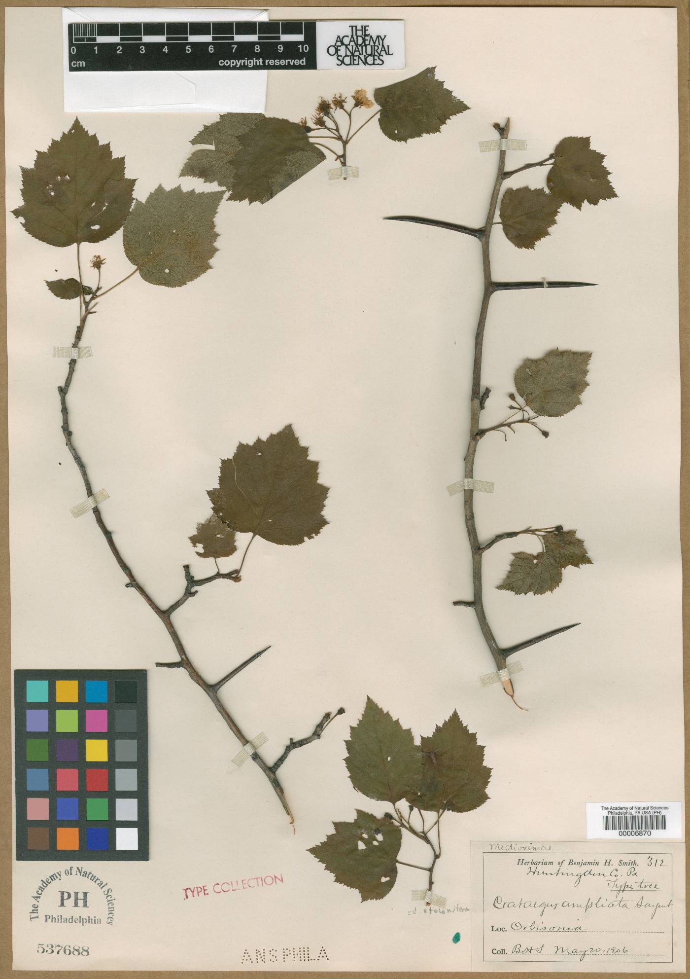 Crataegus ampliata image