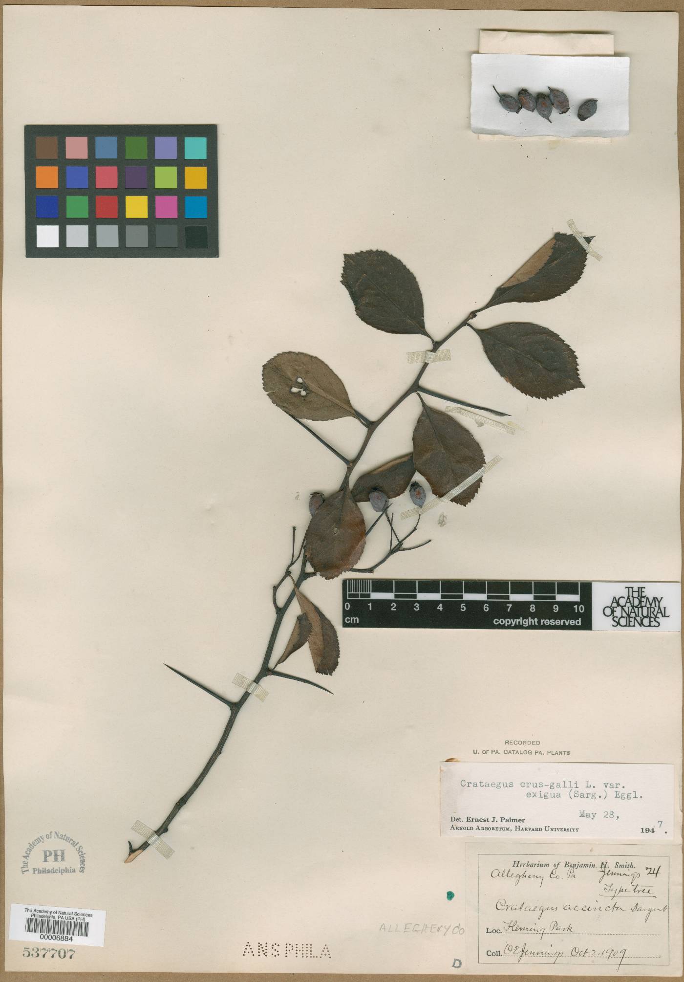 Crataegus accincta image