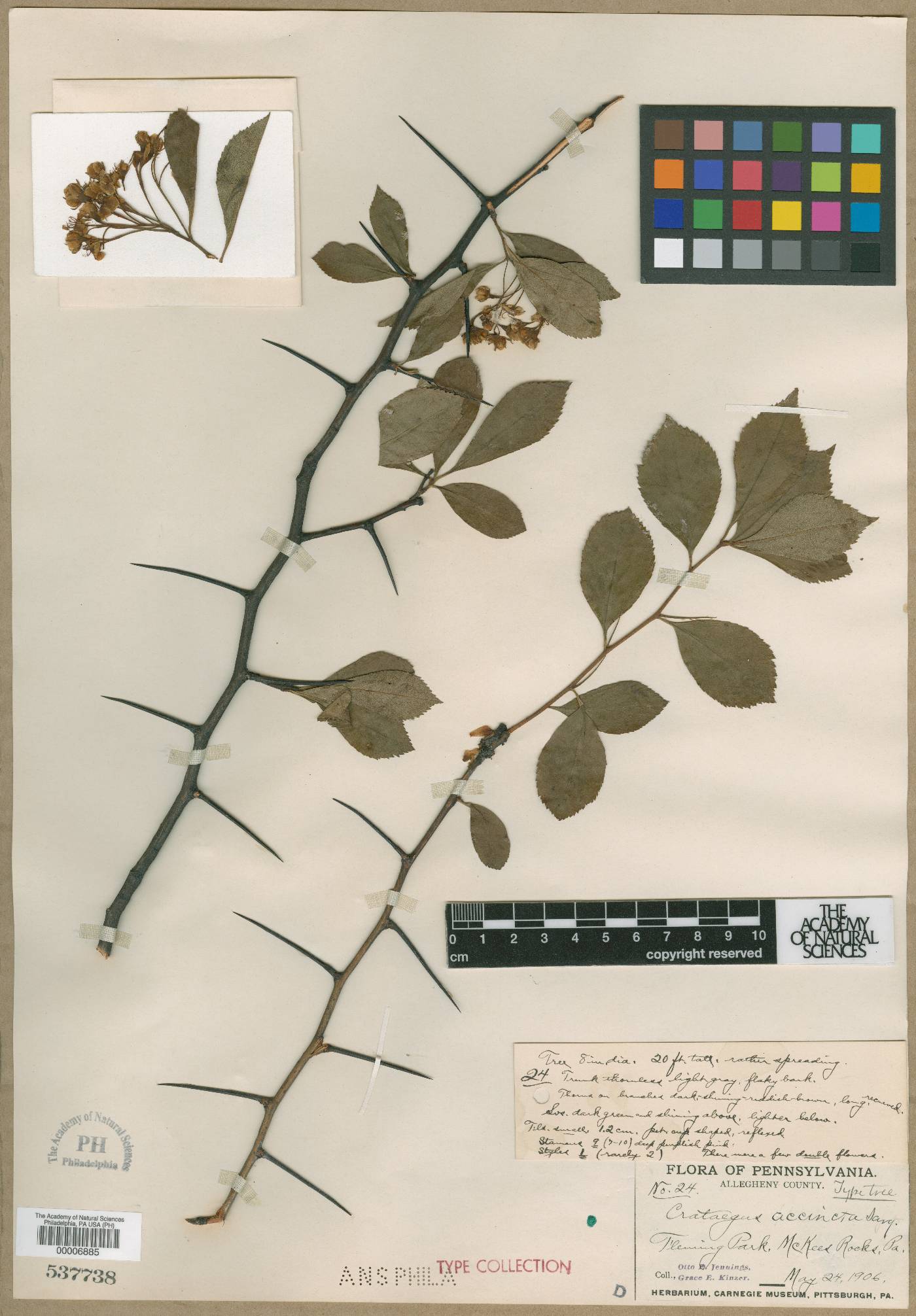 Crataegus accincta image