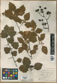 Crataegus abjecta image