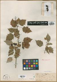 Crataegus ascendens image