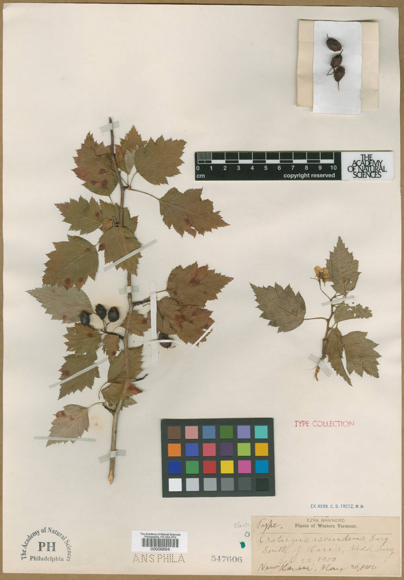 Crataegus ascendens image