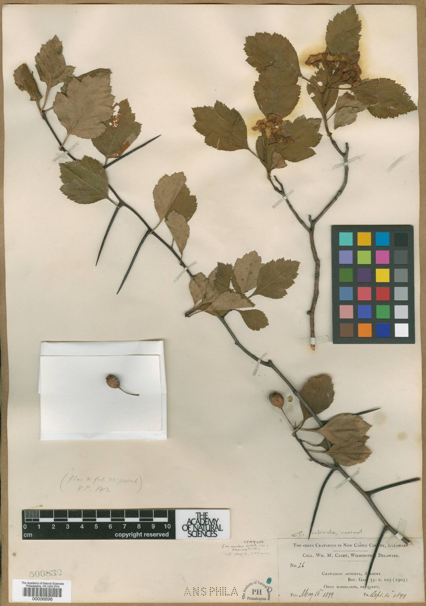 Crataegus apposita image