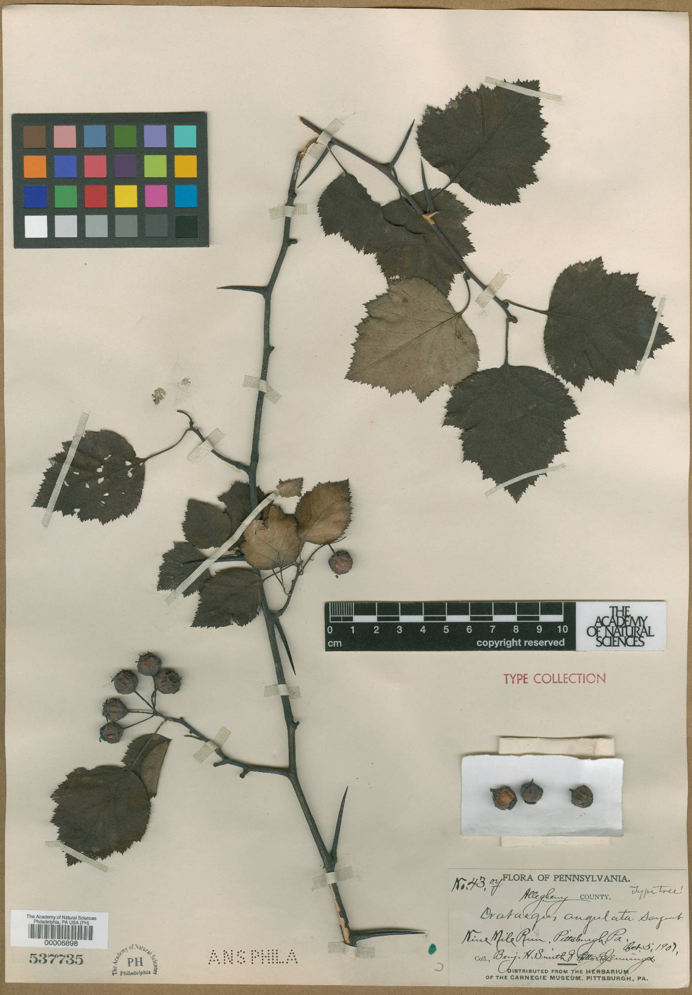 Crataegus angulata image