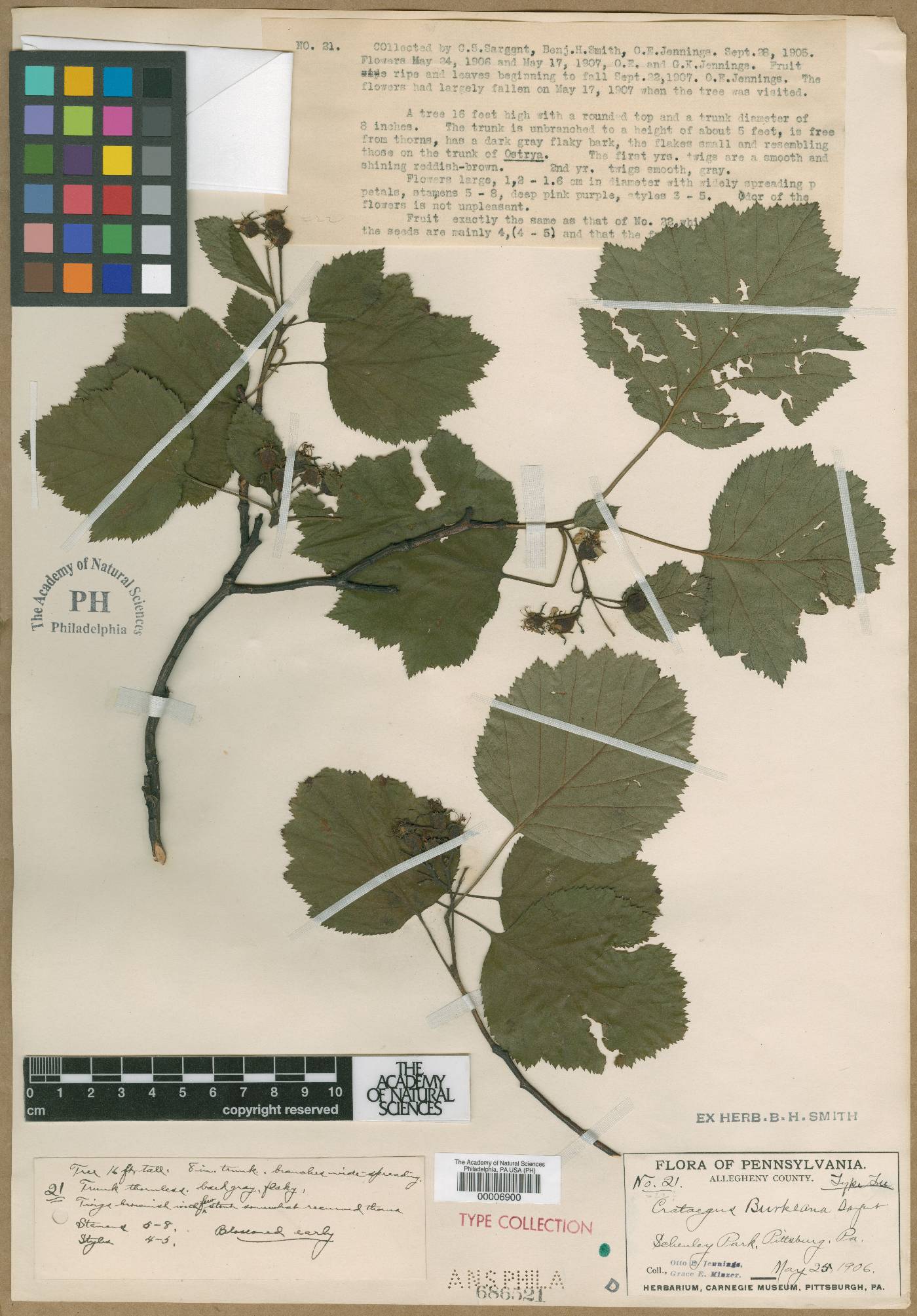 Crataegus burkeana image