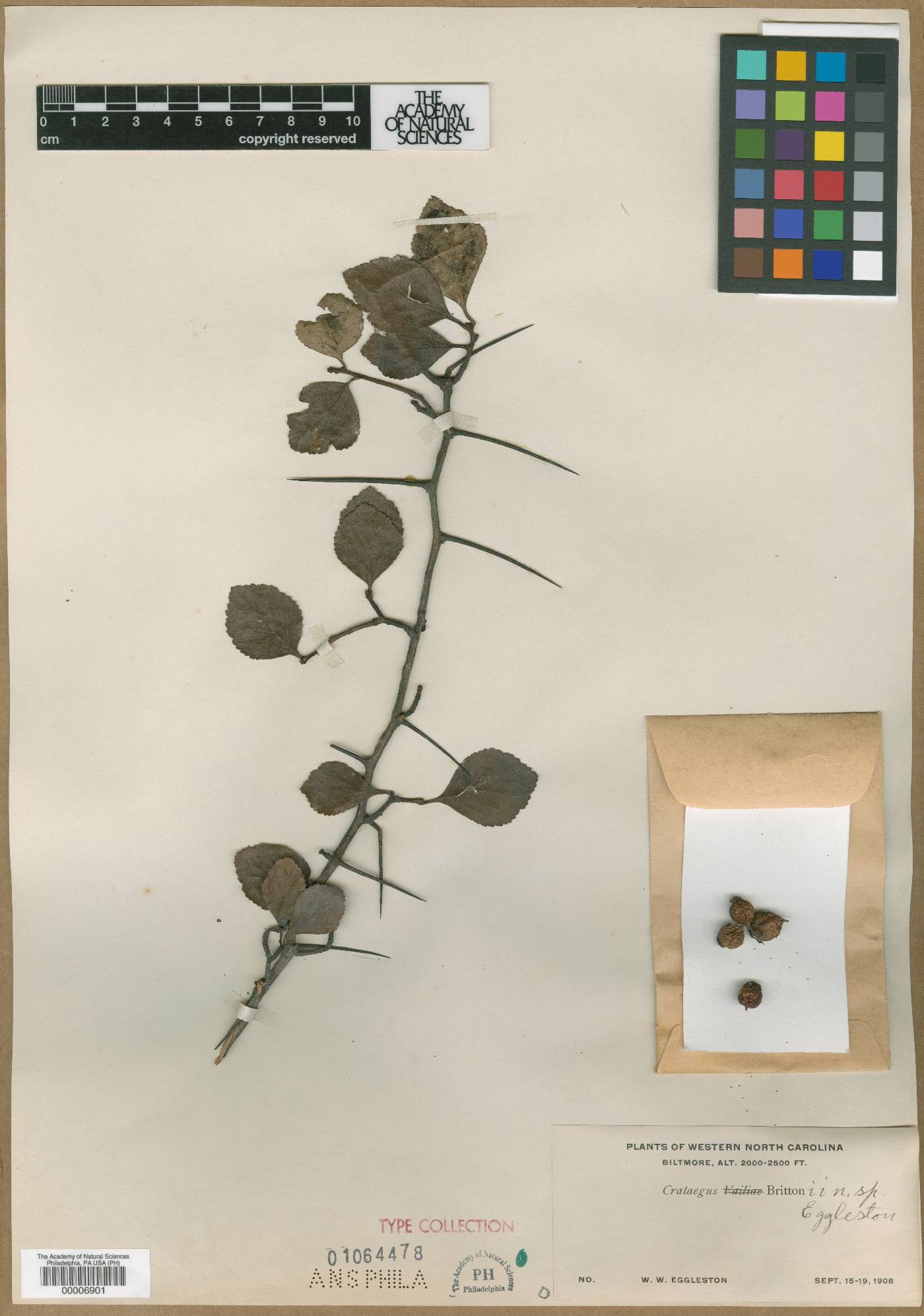 Crataegus brittonii image