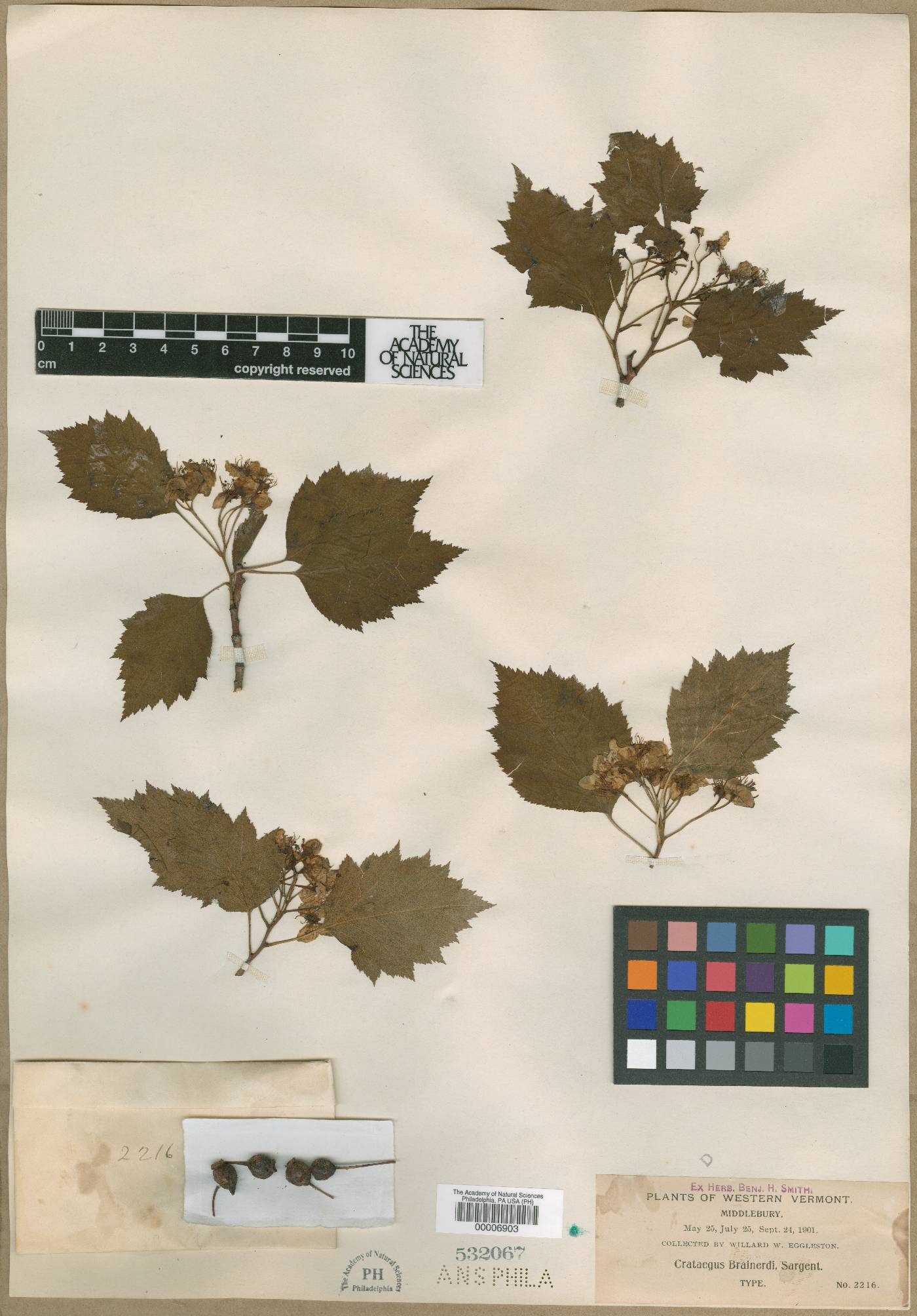 Crataegus brainerdii image