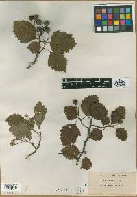 Crataegus canadensis image