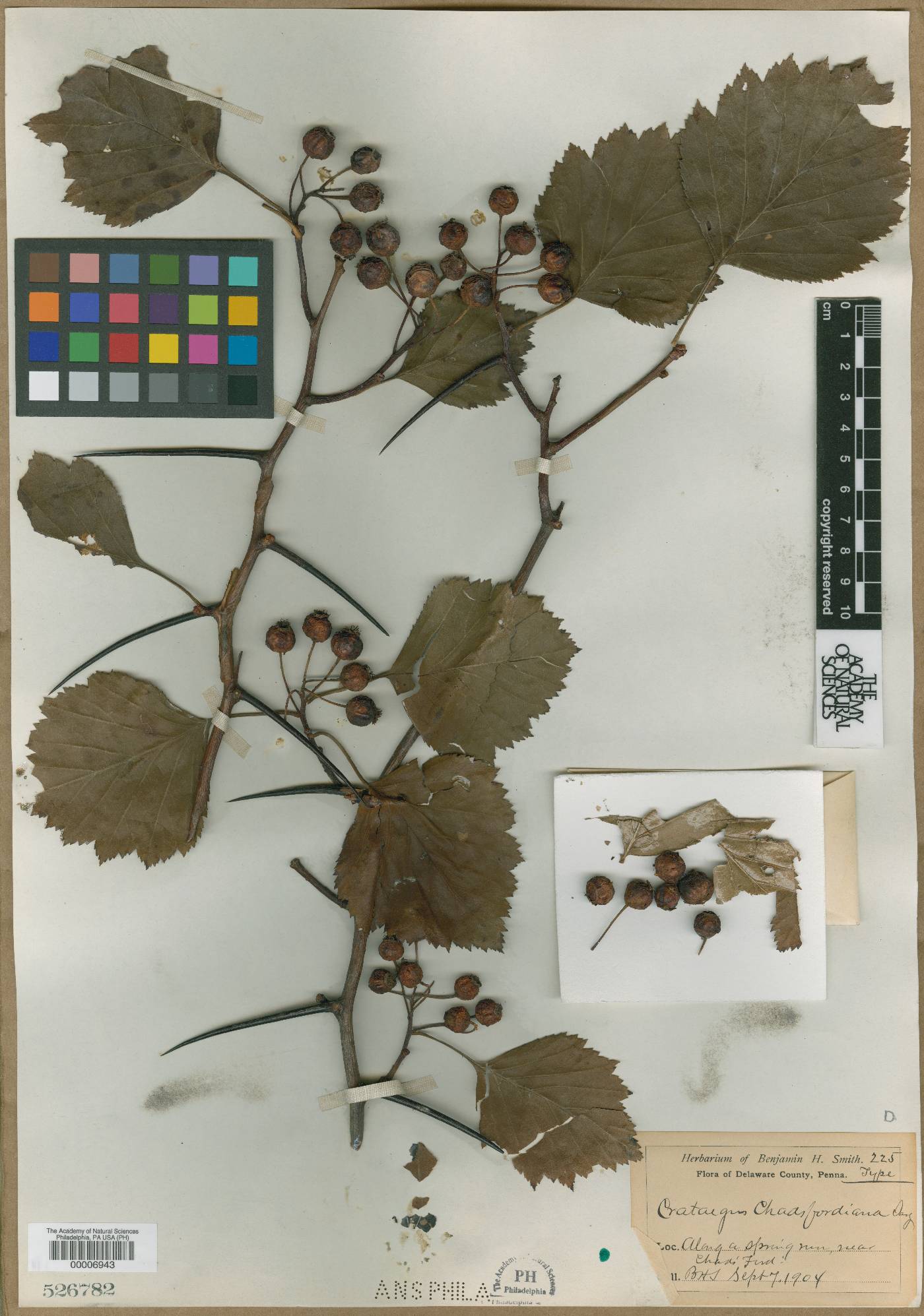 Crataegus chadsfordiana image
