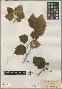 Crataegus champlainensis image