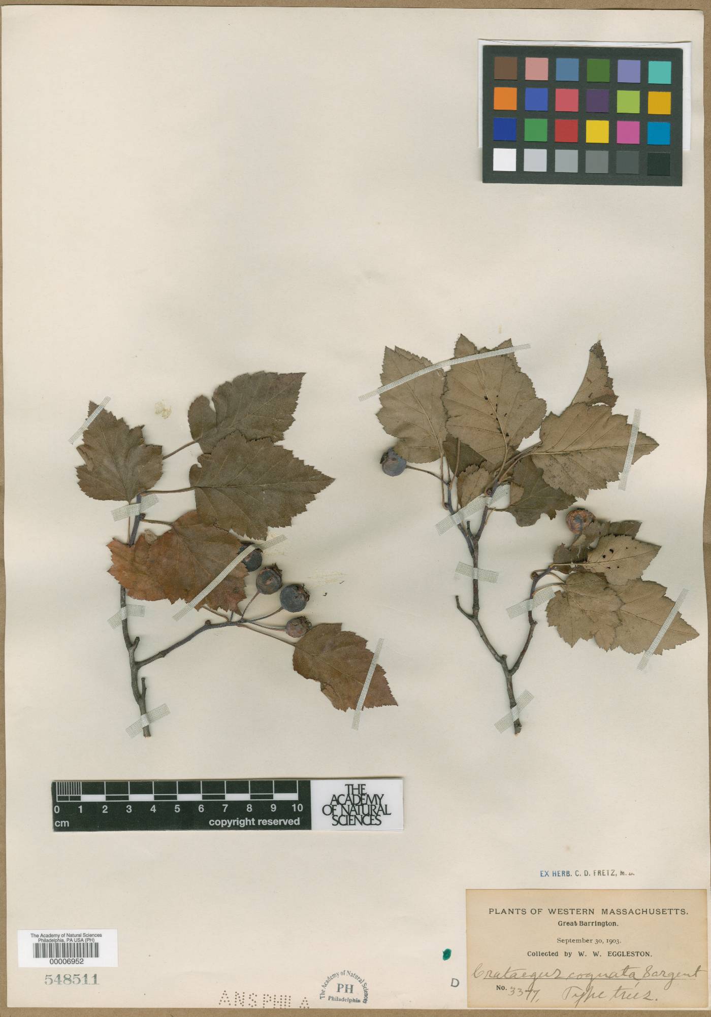 Crataegus cognata image