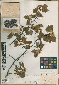 Crataegus comata image