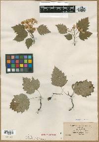 Crataegus contigua image