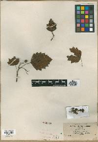 Crataegus contigua image