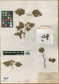 Crataegus contigua image