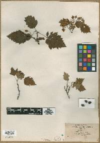 Crataegus contigua image