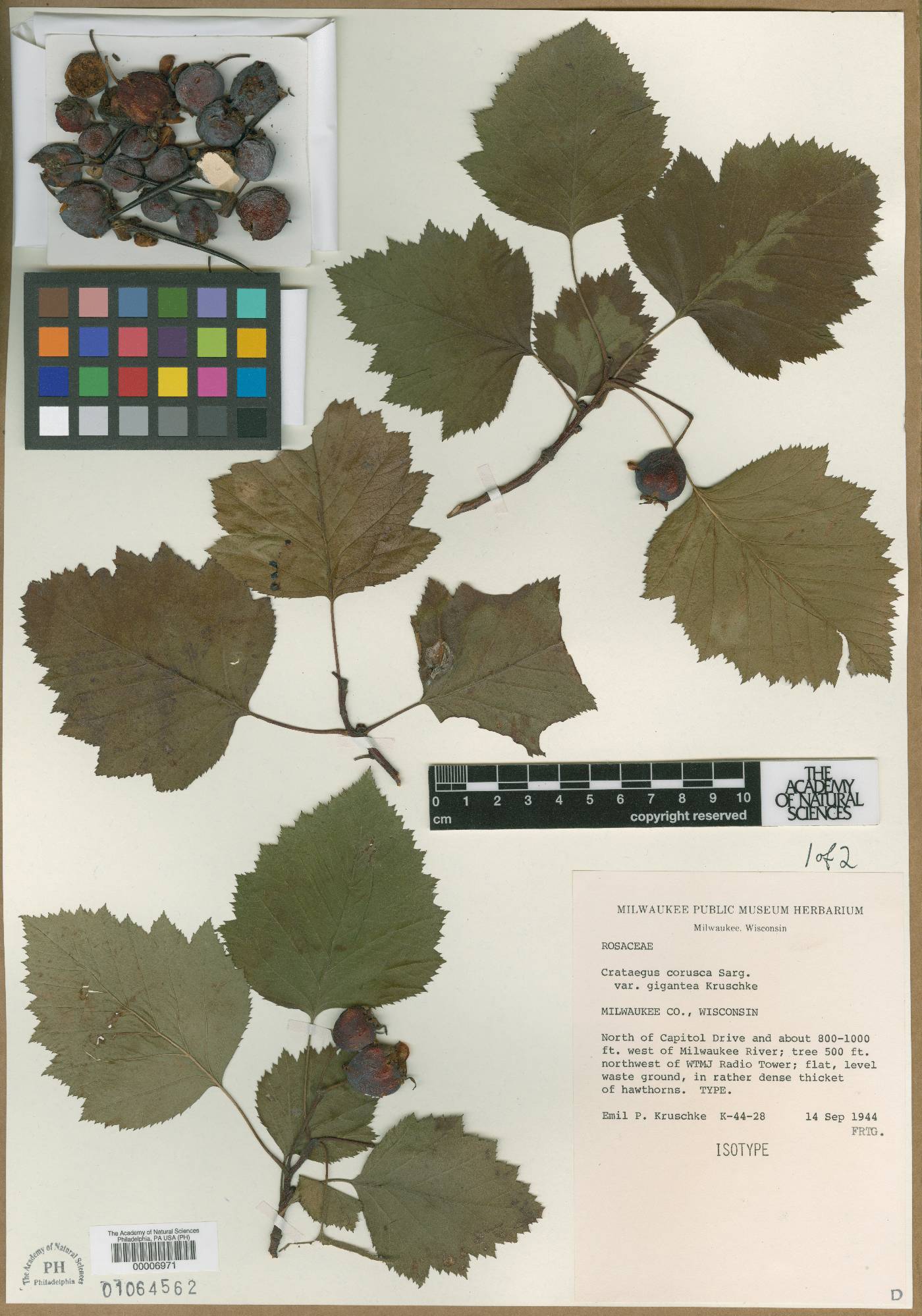 Crataegus corusca var. gigantea image