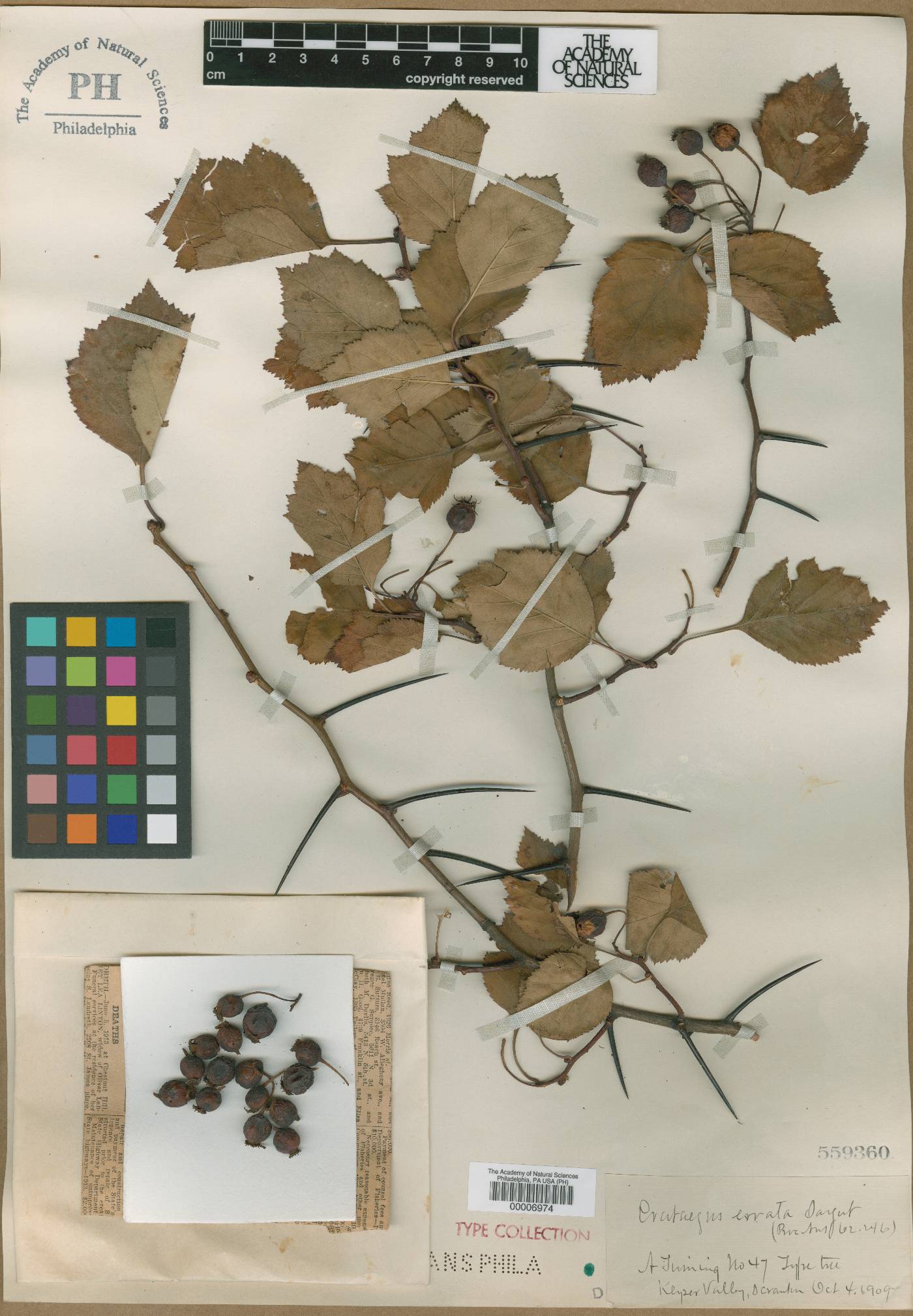 Crataegus errata image