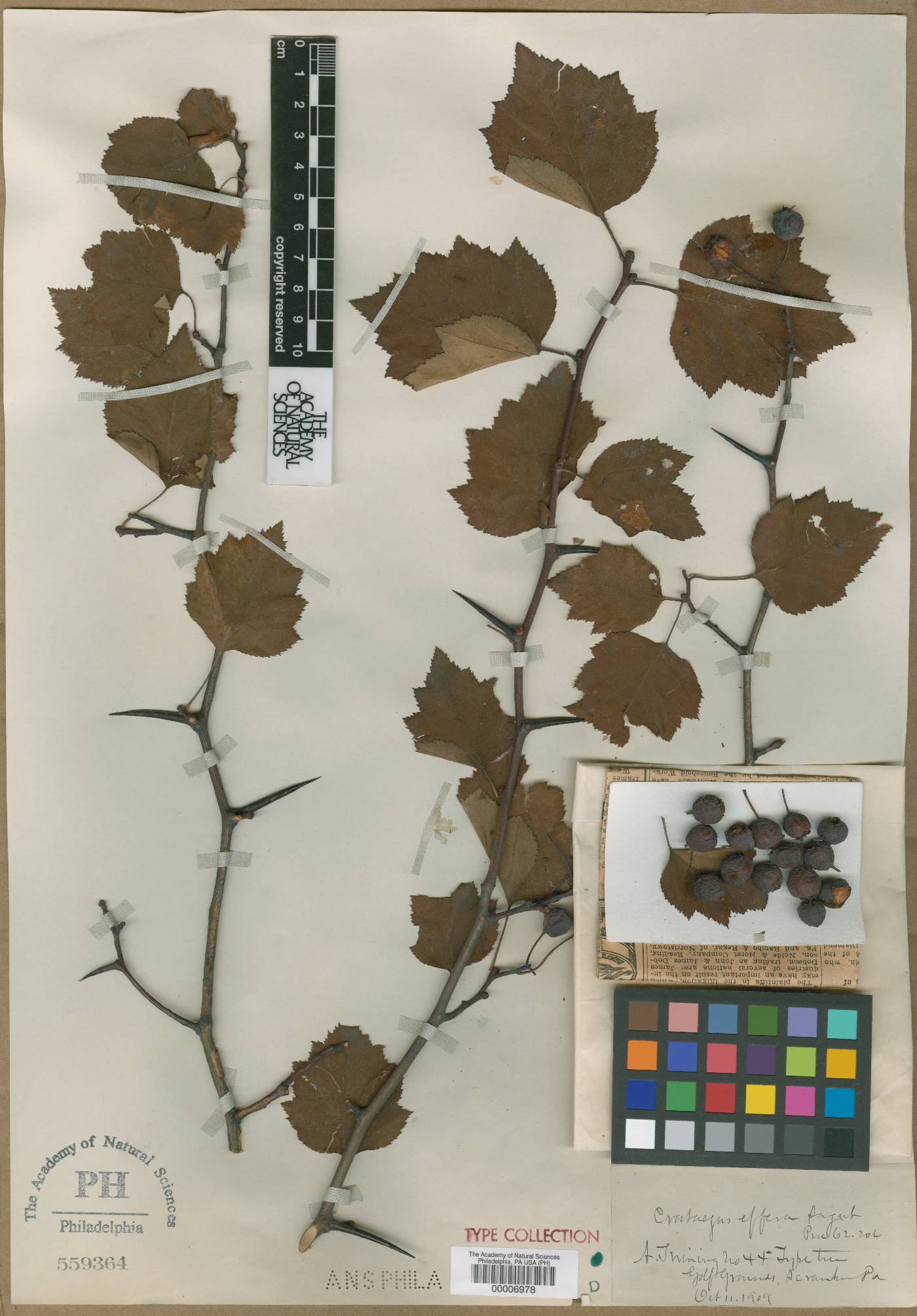 Crataegus effera image