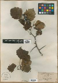 Crataegus exclusa image
