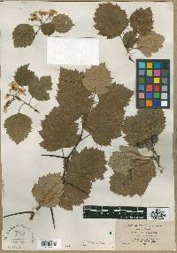 Crataegus exclusa image