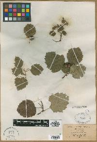 Crataegus exclusa image