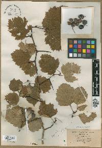 Crataegus exclusa image